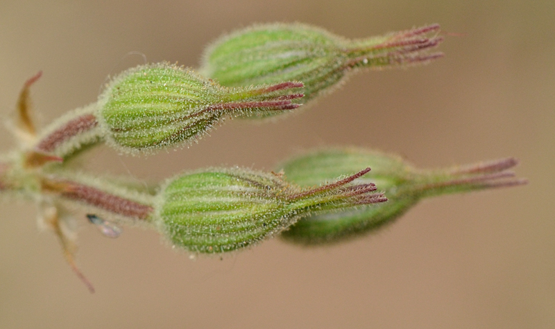 Изображение особи Erodium gruinum.