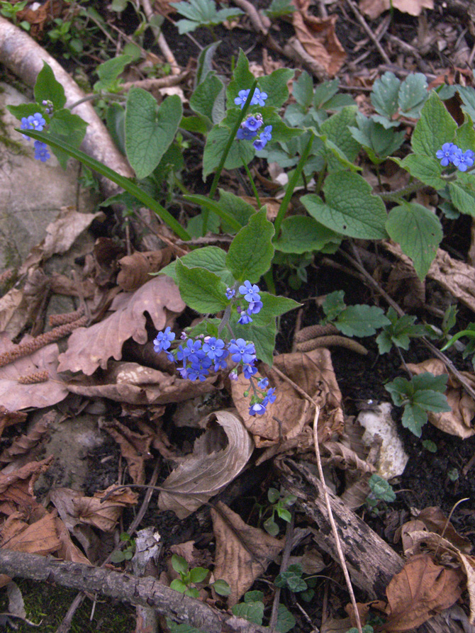 Изображение особи Brunnera macrophylla.