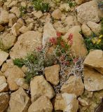Rumex cyprius. Цветущее и плодоносящее растение. Израиль, нагорье Негев, кратер Рамон. 15.03.2010.