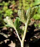 Adoxa moschatellina. Лист (вид с обратной стороны), поражённый ржавчинным грибом Puccinia sp. Окр. Архангельска, вблизи реки. 23.05.2013.