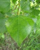 Populus italica. Лист. Тамбовская обл., Петровский р-н, с. Петровское, улица. 02.06.2013.