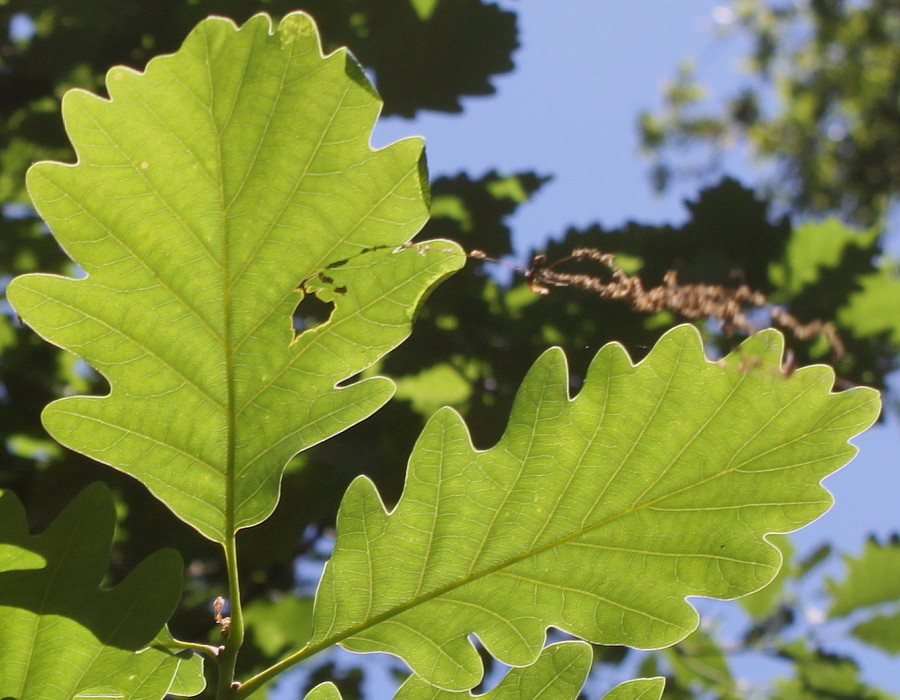 Изображение особи Quercus petraea.