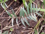 Oxytropis globiflora