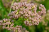 Galium physocarpum. Соплодие. Астраханская обл., Красноярский р-н, левобережье в истоке рук. Бузан, пойменный луг. 11.08.2013.