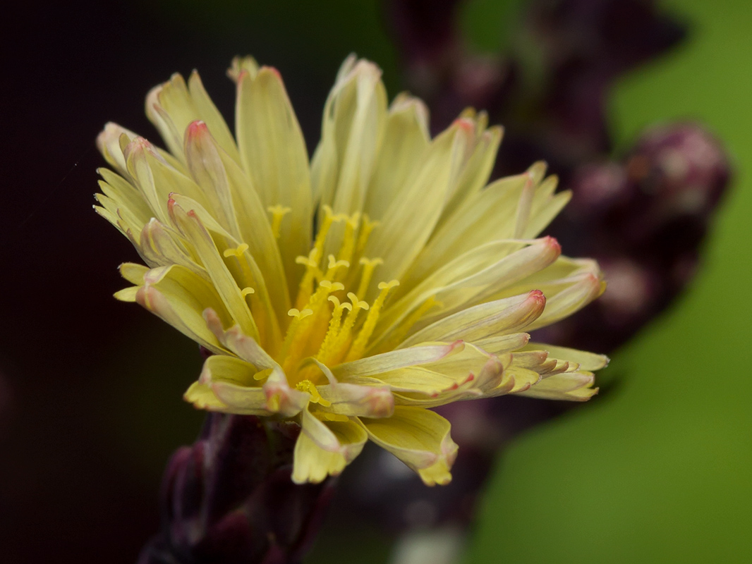 Изображение особи Lactuca sativa.