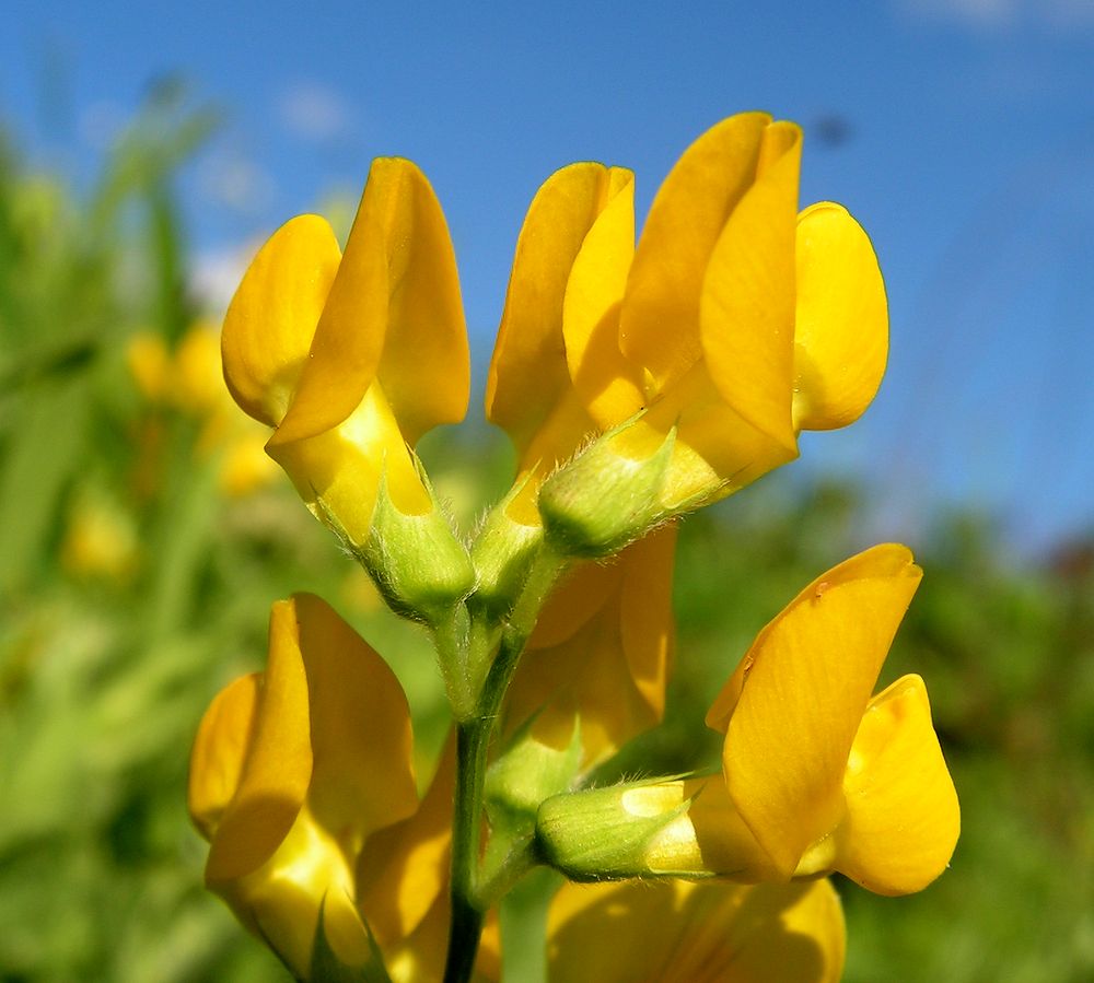 Изображение особи Lathyrus pratensis.