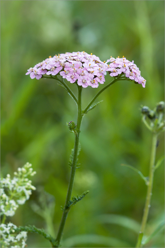 Изображение особи Achillea millefolium.