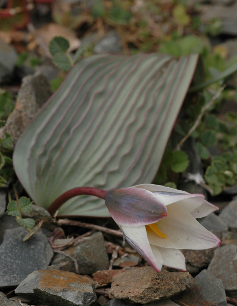 Изображение особи Tulipa regelii.