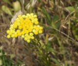 Helichrysum maracandicum. Верхушка цветущего растения. Кыргызстан, Чуйская обл., предгорье, склон восточнее с. Орто-Сай. 27.06.2015.