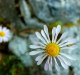 Chrysanthemum mongolicum