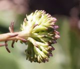 Pseudosedum longidentatum. Соцветие (вид сбоку). Кыргызстан, Нарынская обл., левый берег р. Нарын, долина руч. Ирису. 12.06.2015.