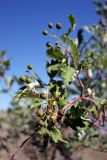 Sorbus persica. Соплодие. Южный Казахстан, горы Алатау (Даубаба), Западное ущелье, ~1500 м н.у.м. 08.07.2014.