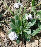 Valeriana chionophila