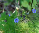 Geranium pseudosibiricum. Верхушки побегов с цветками. Иркутская обл., Ольхонский р-н, берег озера Байкал, окр. базы Чара, пойма руч. Хорга. 28.06.2014.