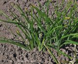 Ornithogalum nutans