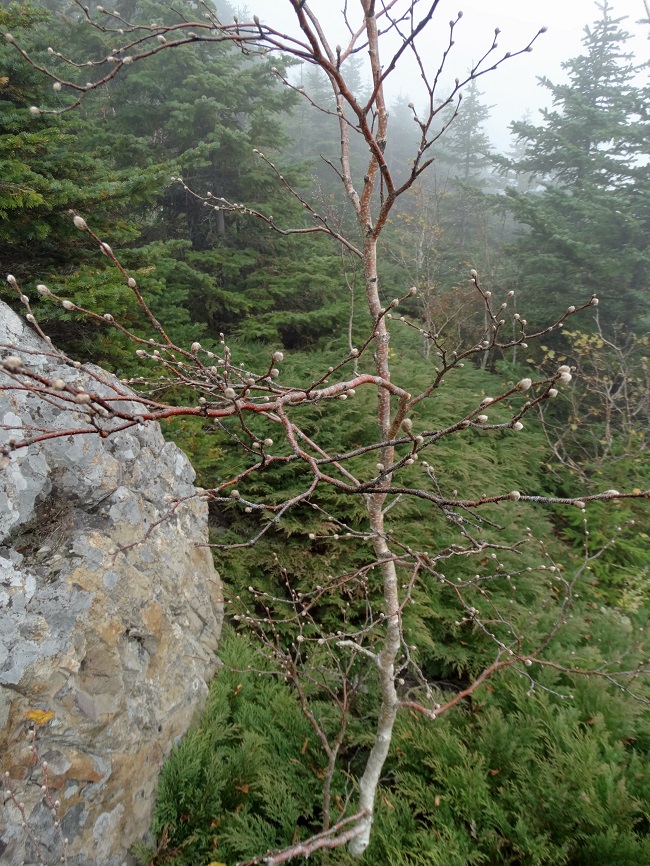 Изображение особи Betula lanata.