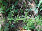 Galium aparine