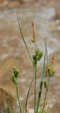 Carex diluta