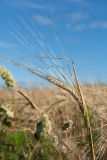 Triticum aestivum. Соплодие (сорт 'Капылянка'). Беларусь, Витебская обл., Городокский р-н, окр. пос. Малашенки, промышленные посевы. 17.08.2016.