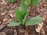 Solenanthus biebersteinii