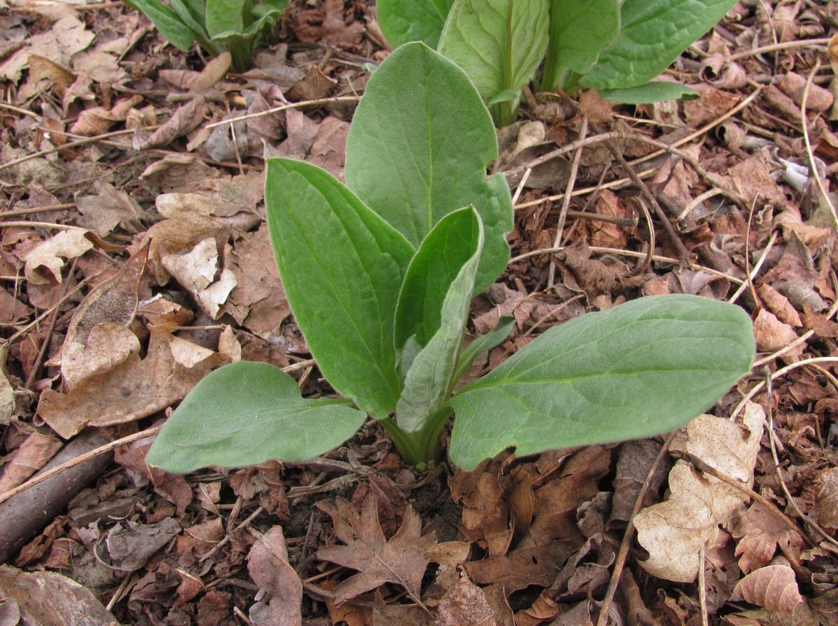 Изображение особи Solenanthus biebersteinii.