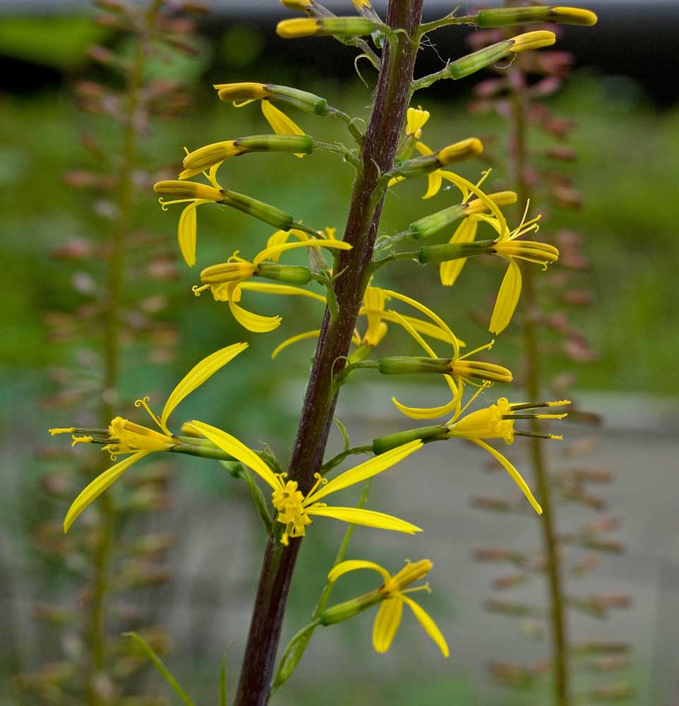 Изображение особи Ligularia przewalskii.
