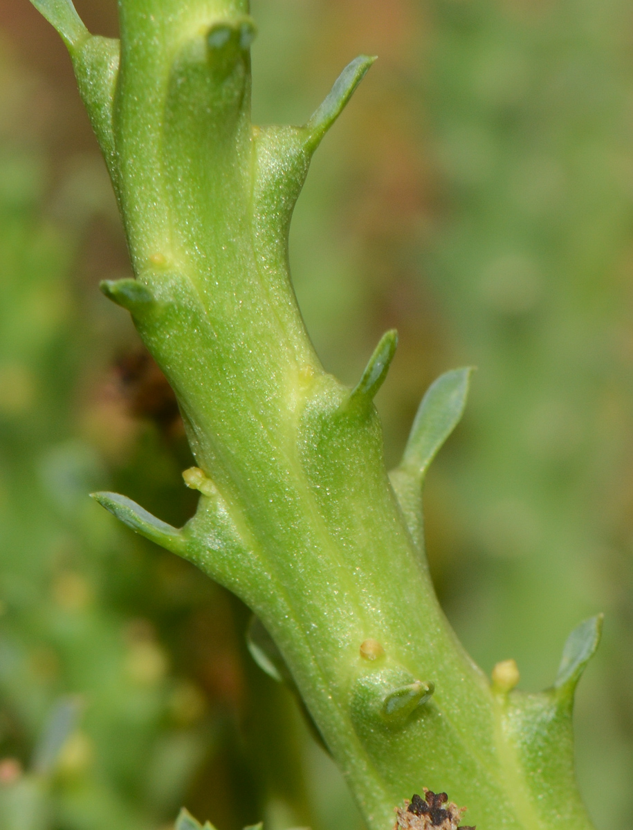 Изображение особи Euphorbia caput-medusae.