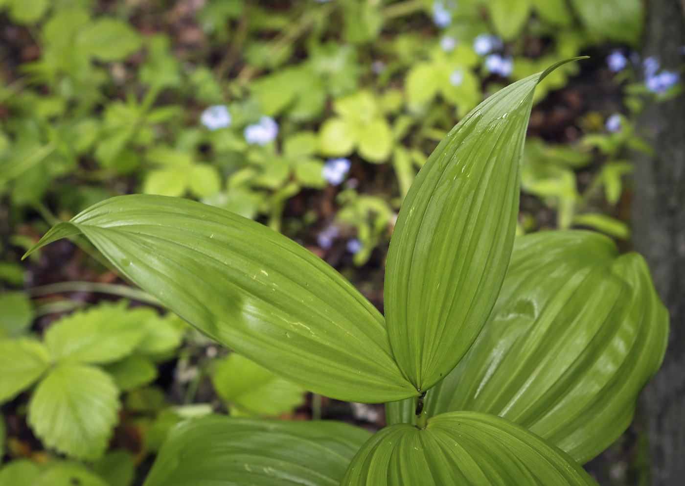 Изображение особи Veratrum lobelianum.