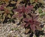 Amaranthus hypochondriacus