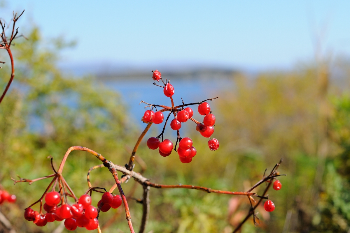 Изображение особи Viburnum sargentii.