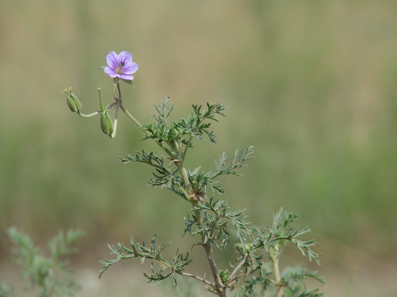 Изображение особи Erodium stephanianum.