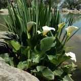 Zantedeschia aethiopica. Цветущее растение. Крым, Южный Берег, Партенит, парк ЛОК \"Айвазовское\". 30.04.2018.