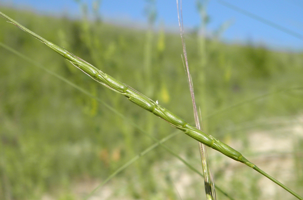 Изображение особи Aegilops cylindrica.