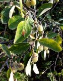 Styrax officinalis