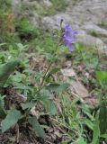 Nepeta grandiflora. Верхушка цветущего растения. Кабардино-Балкария, Эльбрусский р-н, окр. г. Тырныауз, ок. 1300 м н.у.м., каменистый склон. 05.07.2019.