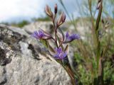 Polygala sibirica