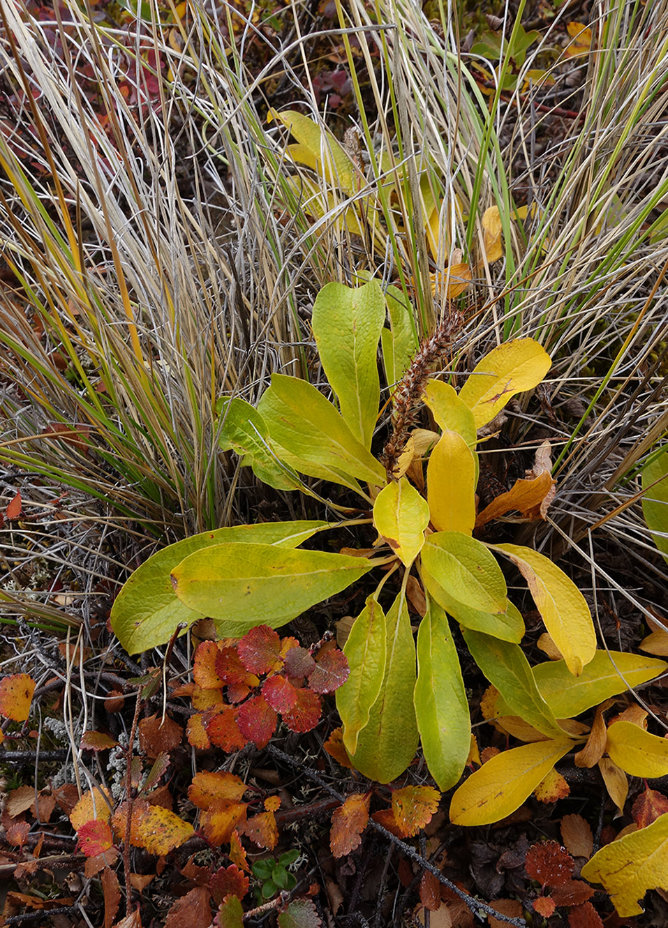 Изображение особи Salix sphenophylla.