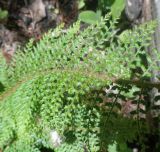 Polystichum setiferum. Часть вайи ('Herrenhausen'). Тверская обл., г. Тверь, Заволжский р-н, ботанический сад ТвГУ, в культуре. 1 июня 2019 г.