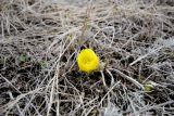 Adonis vernalis