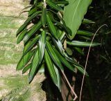 Dracaena reflexa. Нижняя часть побега. Израиль, Шарон, г. Тель-Авив, ботанический сад тропических растений. 20.07.2021.