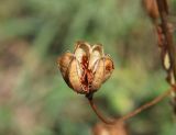 Lilium pilosiusculum