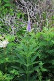 Veronicastrum sibiricum. Верхняя часть цветущего растения. Приморский край, Ольгинский р-н, окр. пос. Тимофеевка, мыс Четырёх Скал, луговой склон у моря. 11.07.2022.