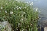 Eriophorum angustifolium