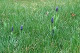 Muscari latifolium