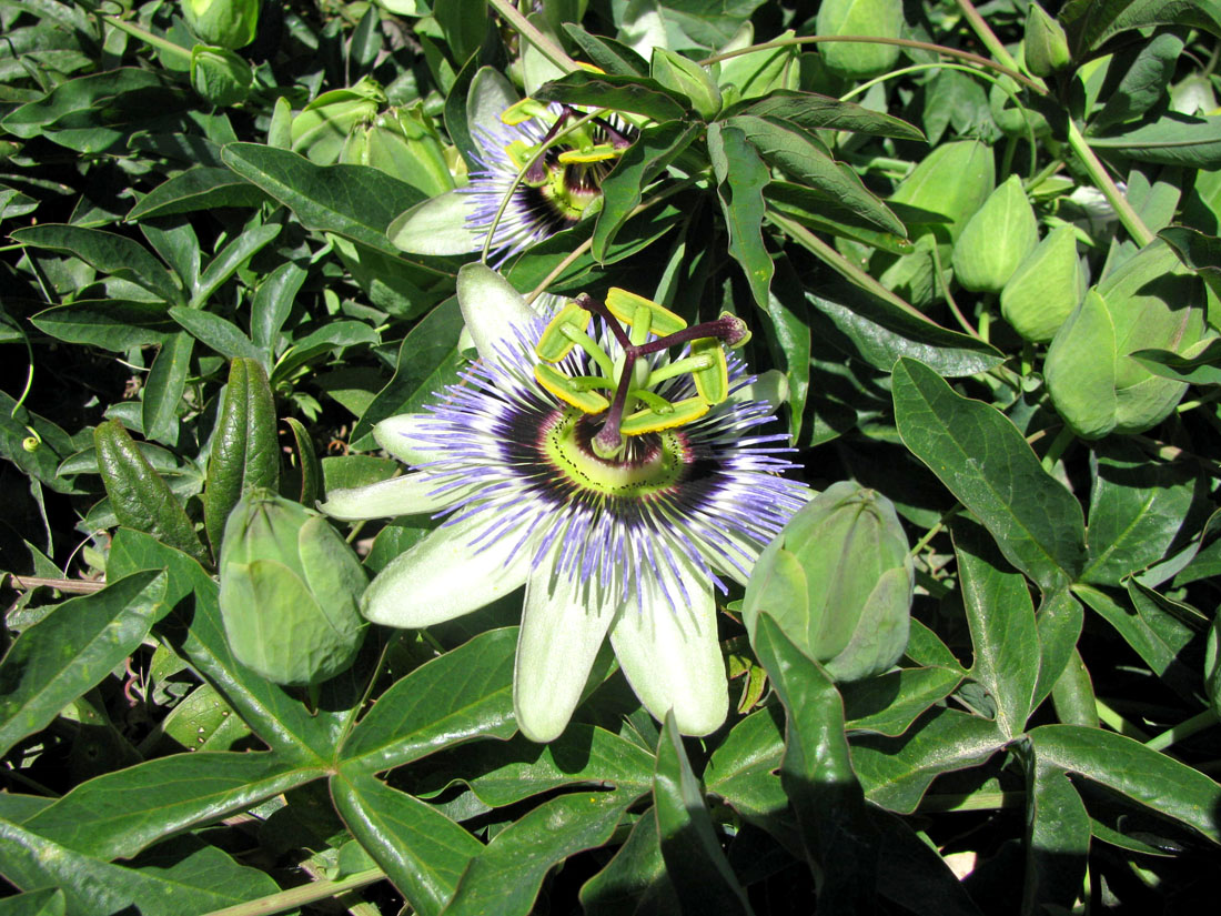 Изображение особи Passiflora caerulea.