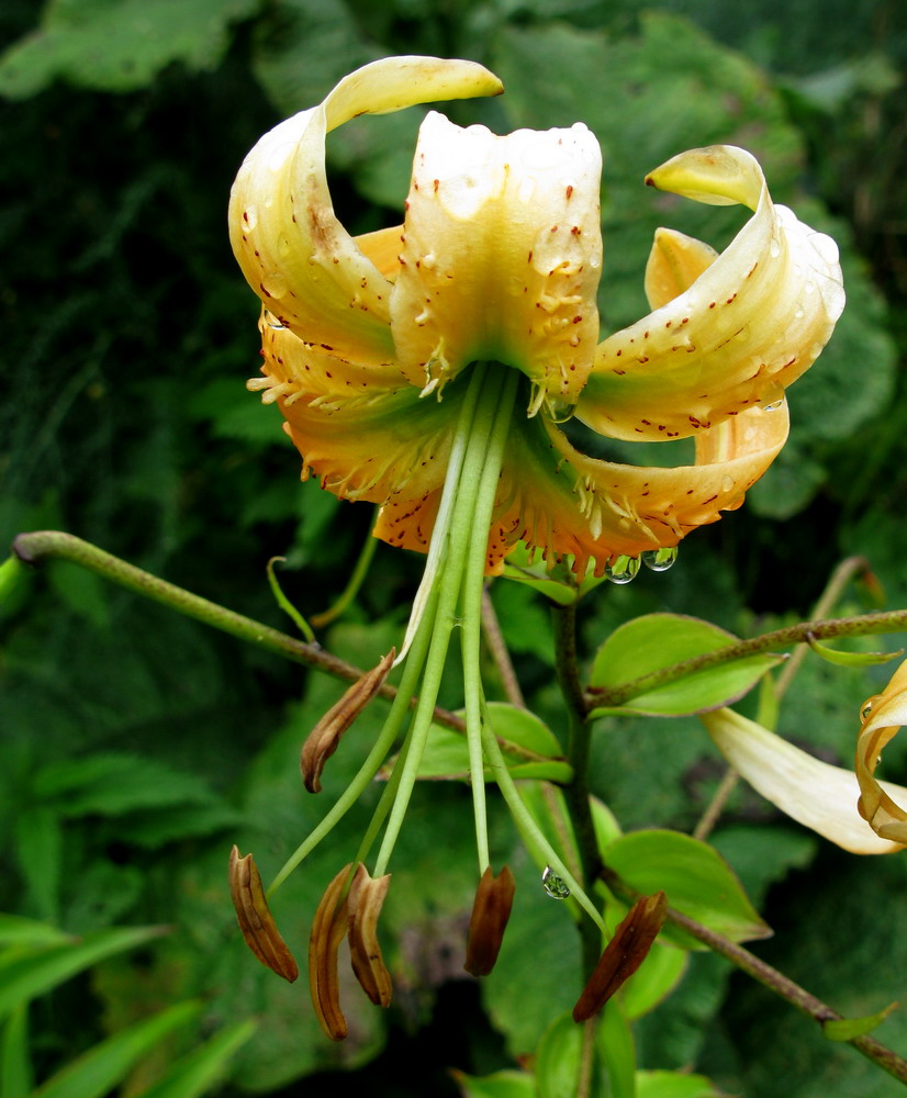 Изображение особи Lilium henryi.