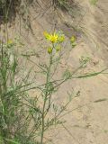 Senecio borysthenicus