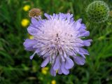 Knautia dipsacifolia ssp. pocutica