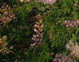 Astragalus melilotoides