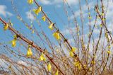 Forsythia europaea